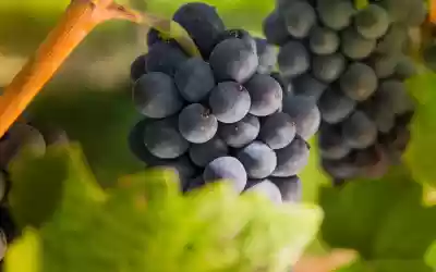 Rotweine